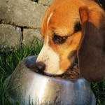 Kodėl verta išbandyti Dr. Clauder‘s maistą šunims?